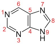 Purine chemical structure